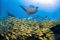 Moofushi Manta cleaning station by Jeffrey Lim 